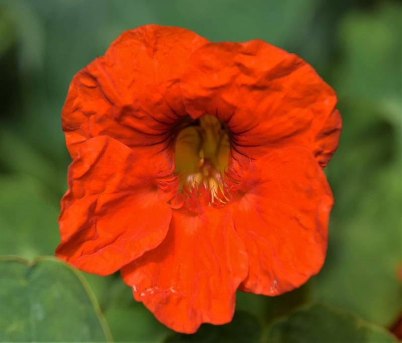 Magical Botany