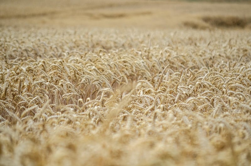 Spellbound Harvest