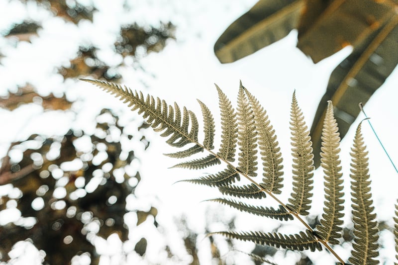 Magical Botanicals