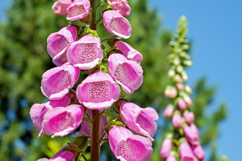 Foxglove Plant